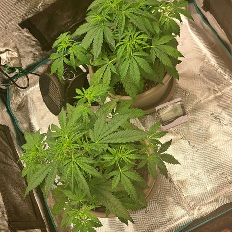 Stracciatella Cream growlog timeline photo