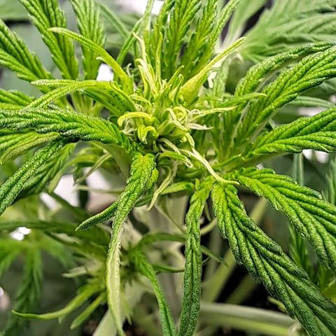 Stracciatella Cream growlog timeline photo