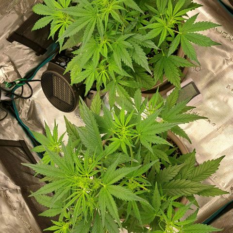 Stracciatella Cream growlog timeline photo