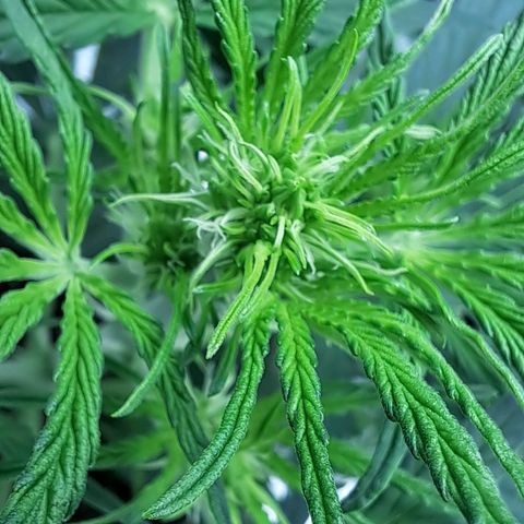 Stracciatella Cream growlog timeline photo