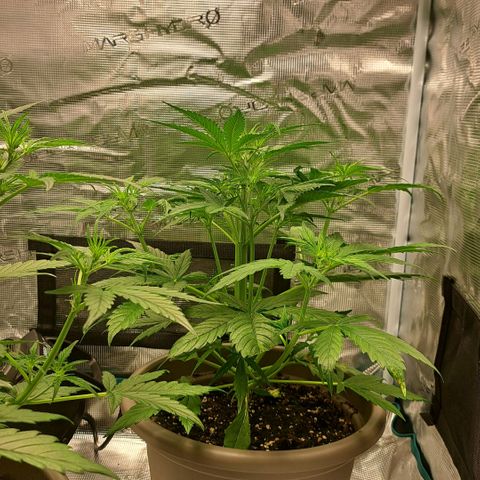 Stracciatella Cream growlog timeline photo