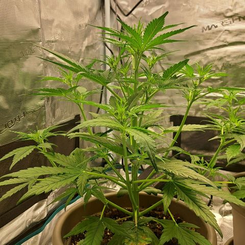 Stracciatella Cream growlog timeline photo