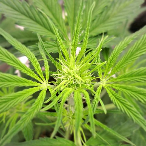 Stracciatella Cream growlog timeline photo