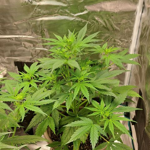 Stracciatella Cream growlog timeline photo