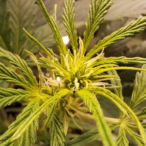 Stracciatella Cream growlog timeline photo