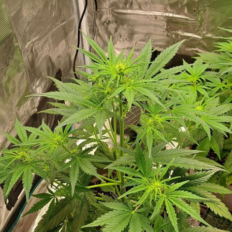 Stracciatella Cream growlog timeline photo