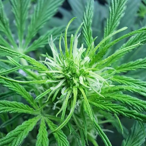 Stracciatella Cream growlog timeline photo