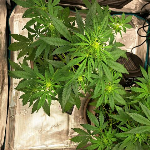 Stracciatella Cream growlog timeline photo
