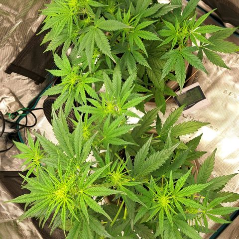 Stracciatella Cream growlog timeline photo