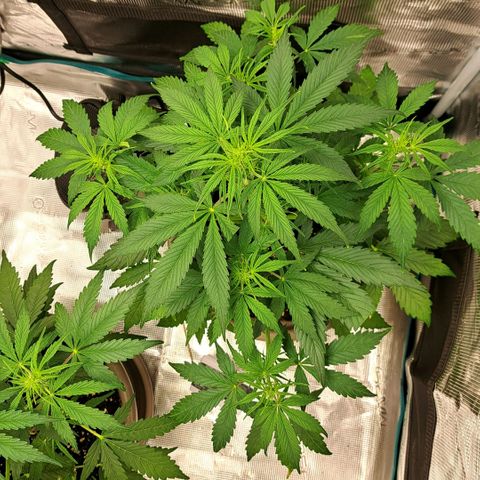 Stracciatella Cream growlog timeline photo