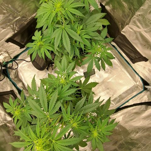 Stracciatella Cream growlog timeline photo