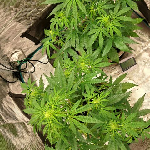 Stracciatella Cream growlog timeline photo