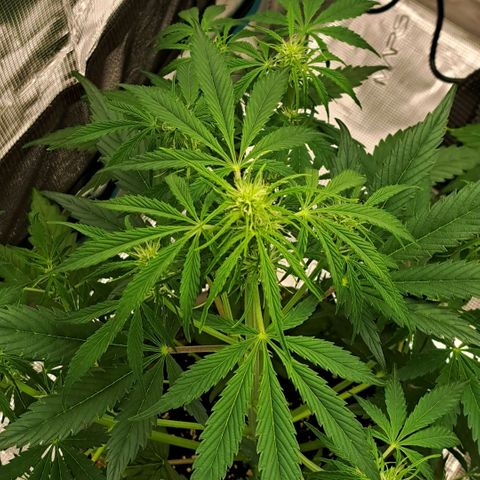 Stracciatella Cream growlog timeline photo