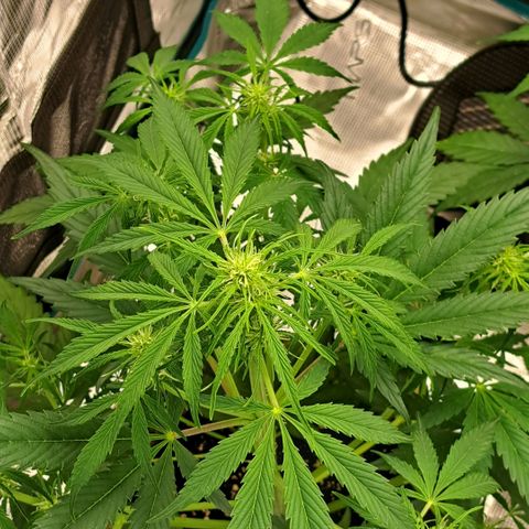 Stracciatella Cream growlog timeline photo