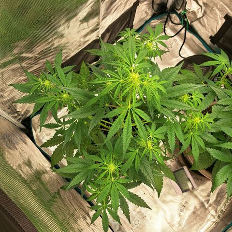 Stracciatella Cream growlog timeline photo