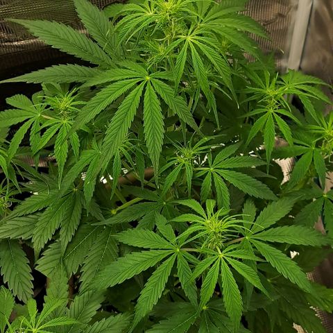 Stracciatella Cream growlog timeline photo
