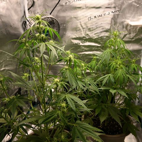 Stracciatella Cream growlog timeline photo