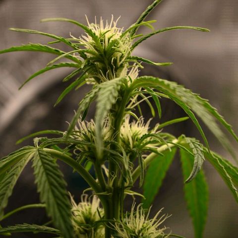 Stracciatella Cream growlog timeline photo