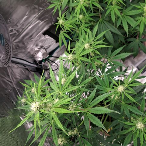 Stracciatella Cream growlog photo: The Trochomes are developing at this point and have been for the past days. 