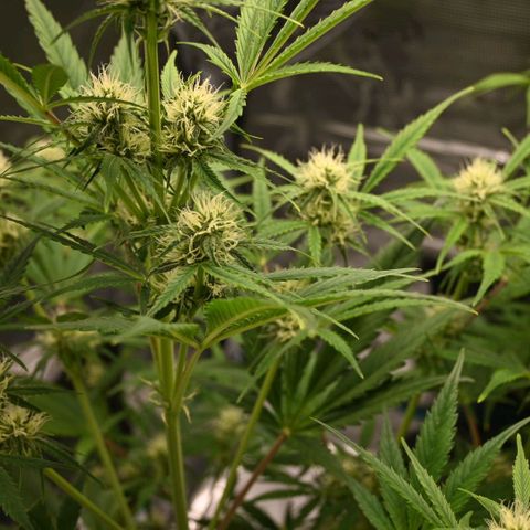 Stracciatella Cream growlog timeline photo
