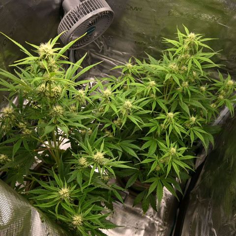 Stracciatella Cream growlog timeline photo