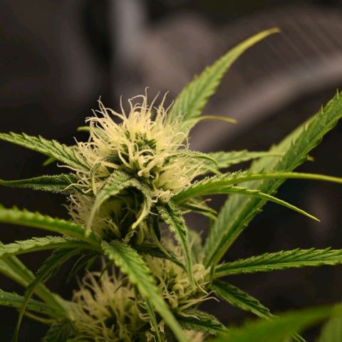 Stracciatella Cream growlog timeline photo