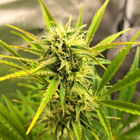 Stracciatella Cream growlog timeline photo