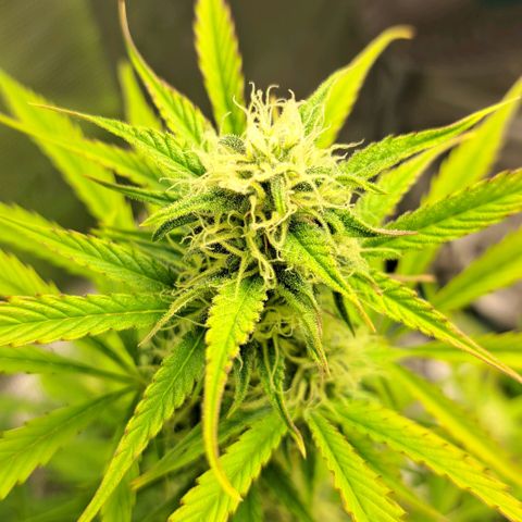 Stracciatella Cream growlog timeline photo
