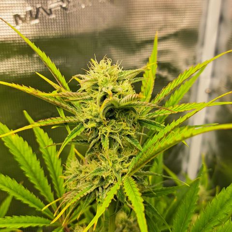 Stracciatella Cream growlog timeline photo