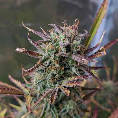 Stracciatella Cream growlog timeline photo