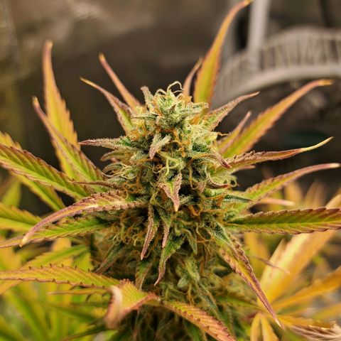 Stracciatella Cream growlog timeline photo