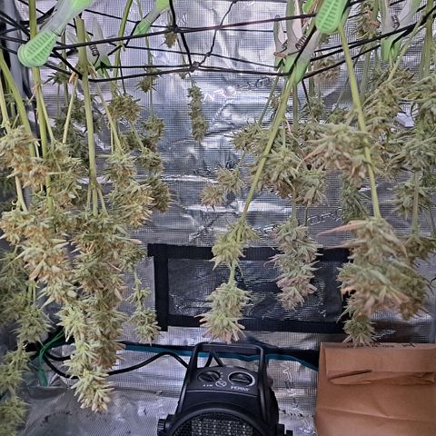 Stracciatella Cream growlog timeline photo