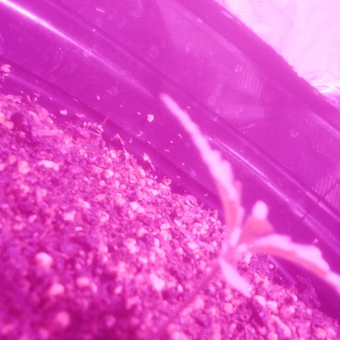 Kuka growlog timeline photo