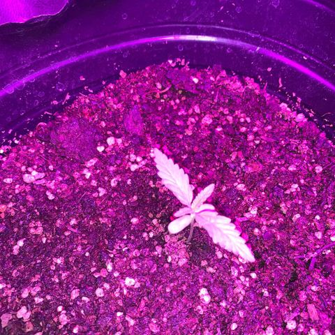 Kuka growlog timeline photo