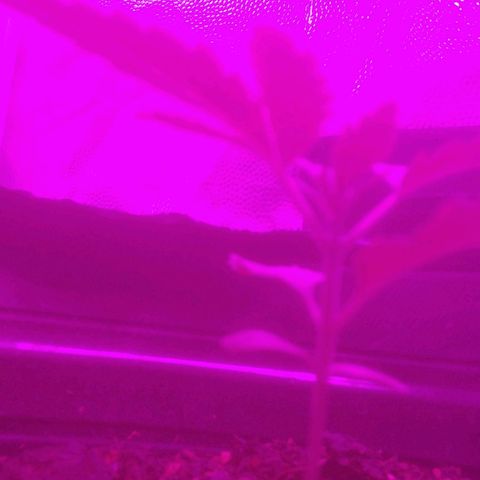 Kuka growlog timeline photo