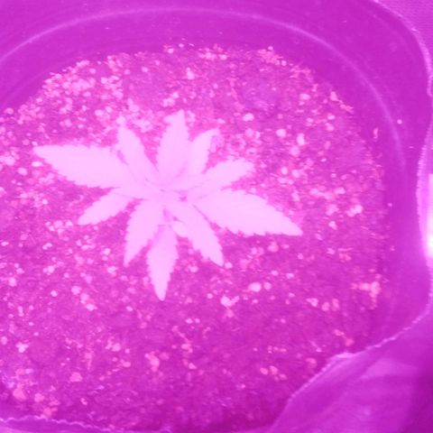 Kuka growlog timeline photo