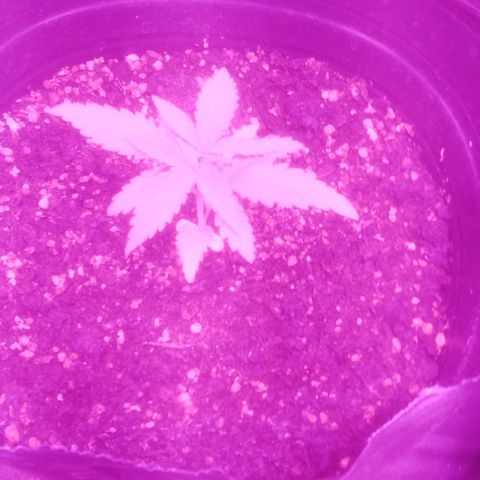 Kuka growlog timeline photo
