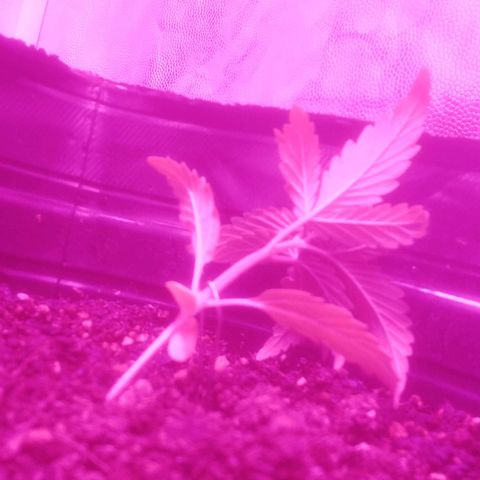 Kuka growlog photo: Inicio de LST