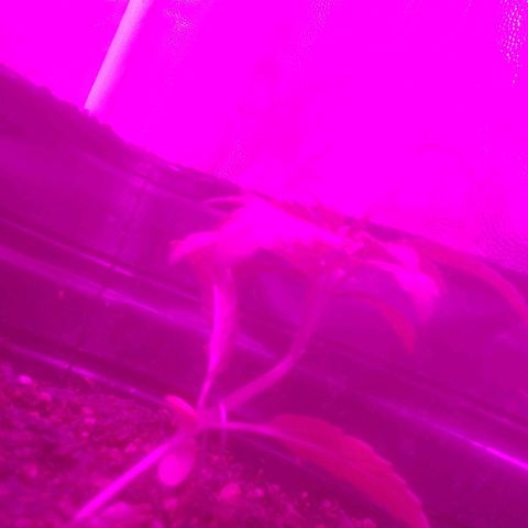Kuka growlog timeline photo