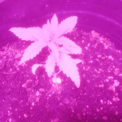 Kuka growlog timeline photo
