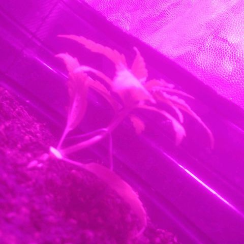 Kuka growlog timeline photo