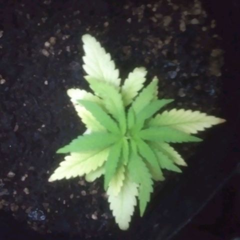Kuka growlog photo: :,(