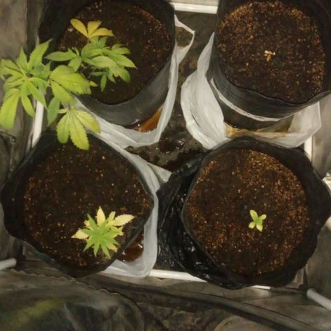Kuka growlog timeline photo