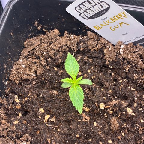 Blackberry gum  growlog timeline photo