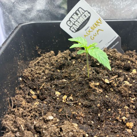 Blackberry gum  growlog timeline photo