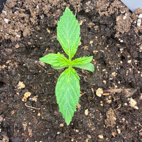 Blackberry gum  growlog timeline photo