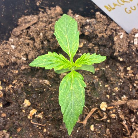 Blackberry gum  growlog timeline photo