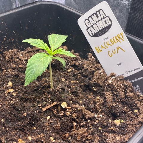 Blackberry gum  growlog timeline photo