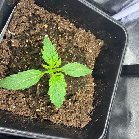 Blackberry gum  growlog timeline photo