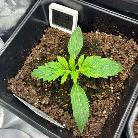 Blackberry gum  growlog timeline photo